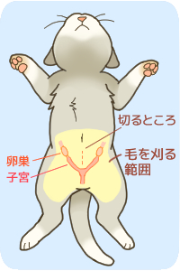 犬　猫　避妊手術
