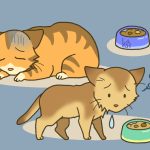 ネコちゃんご飯食べない