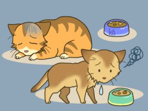ネコちゃんご飯食べない